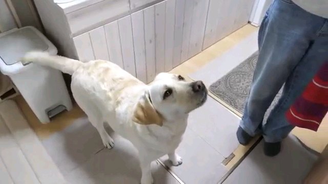 見つめる犬