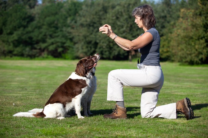 トレーニング中の犬