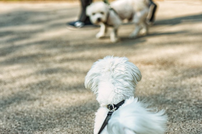 白い犬の後ろ姿、向かい側で怯える犬