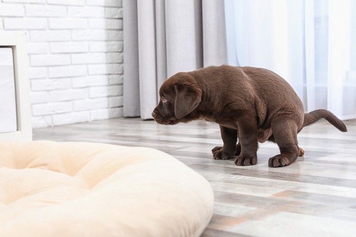 室内でウンチをしようとする犬