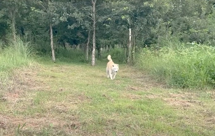 草むらに立つ犬