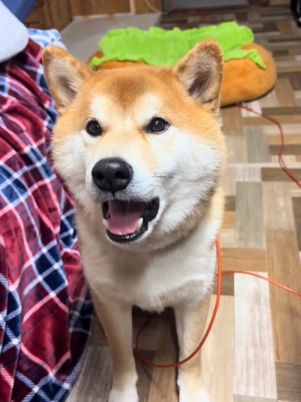 一生懸命しゃべるどんちゃん
