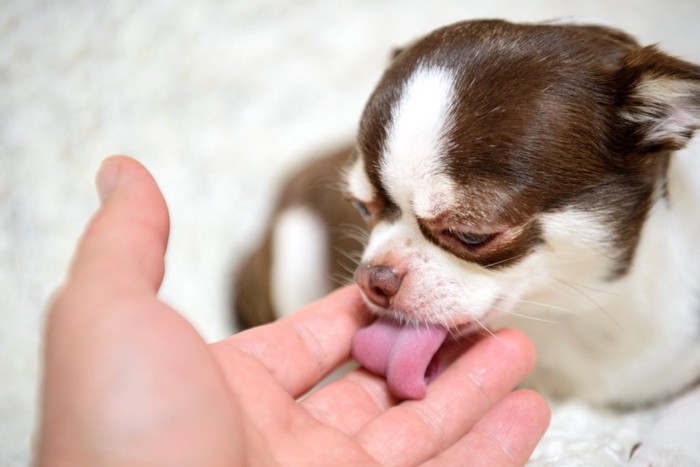 手を舐める子犬