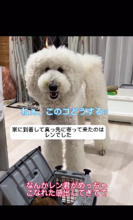 子犬を心配している様子のレンくん