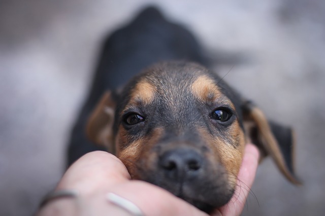 犬を触る手