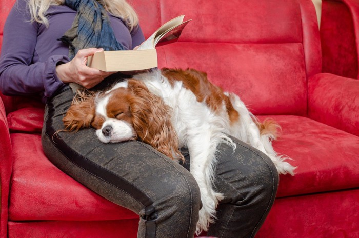 人の足の上で寝ている犬