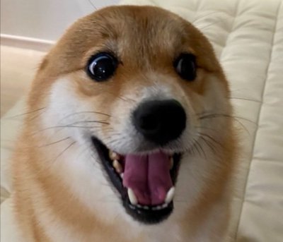 アザラシ