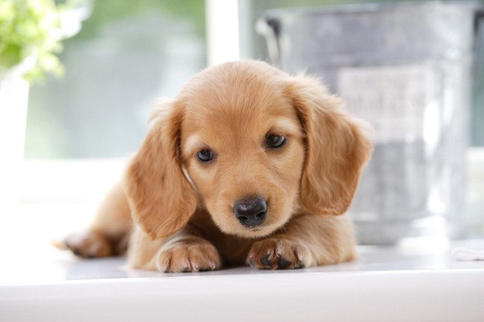 こちらを見つめるトイプードルの子犬