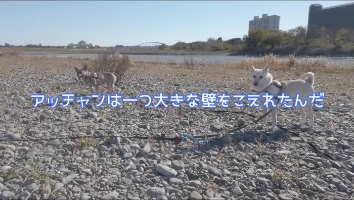 河原に居る2匹の犬