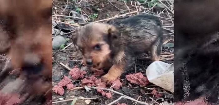 エサを食べている子犬