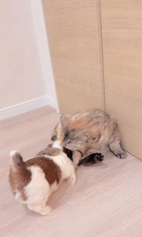 赤ちゃん犬と猫のふれあい6