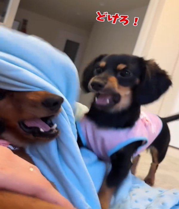 怒る犬
