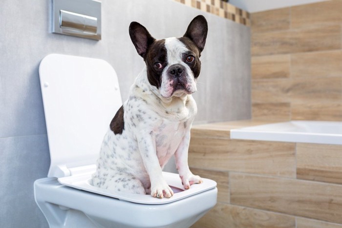 人間のトイレに座っている犬