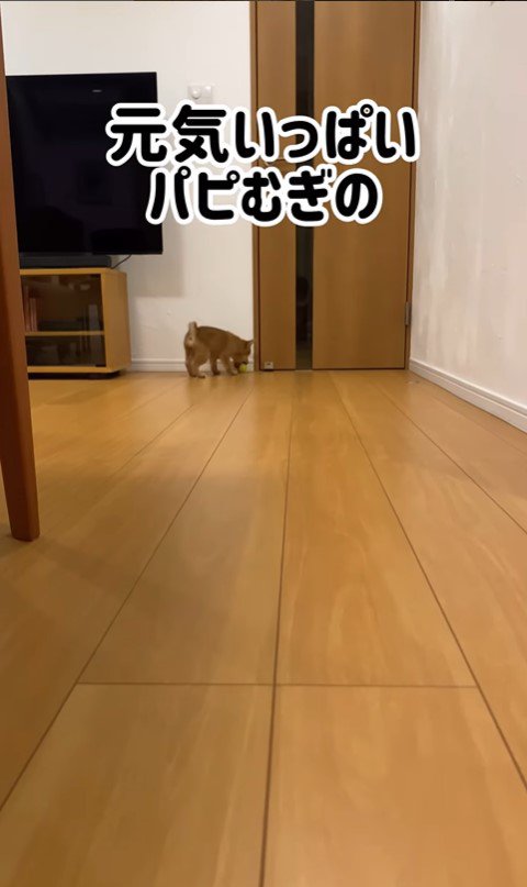 むぎちゃんのふせ2