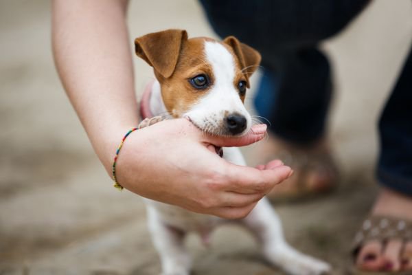 人の親指を噛む子犬