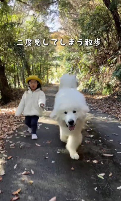 犬の散歩をする娘さん