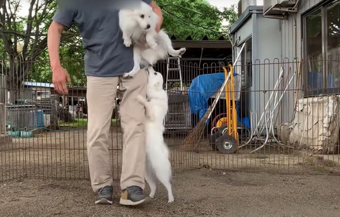 抱っこされた犬に飛びつく犬