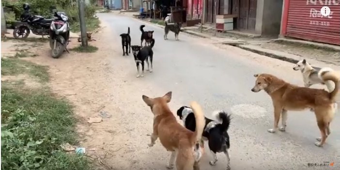 9匹の野良犬