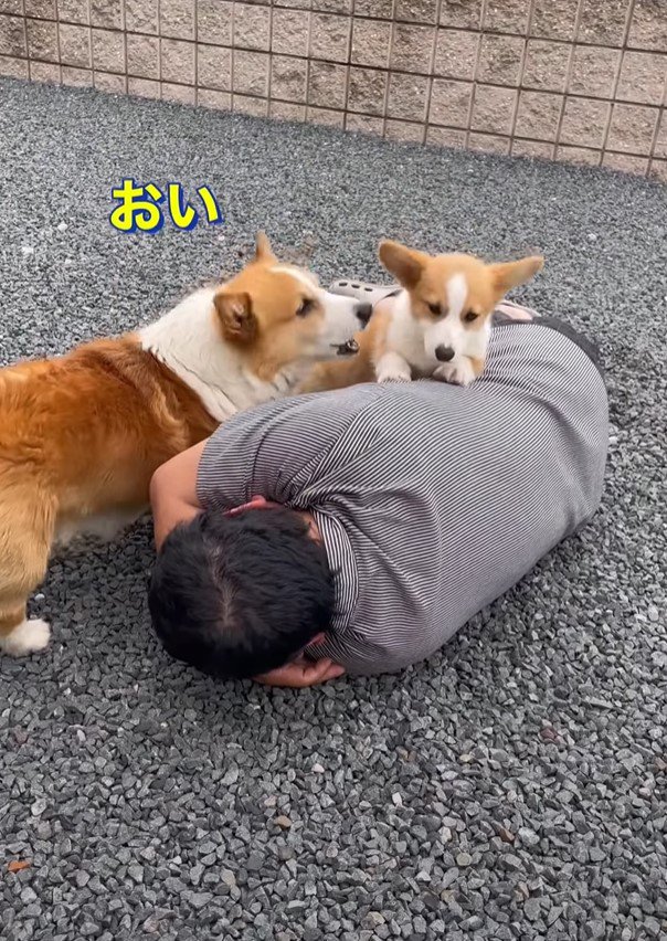 ちゃうわという犬