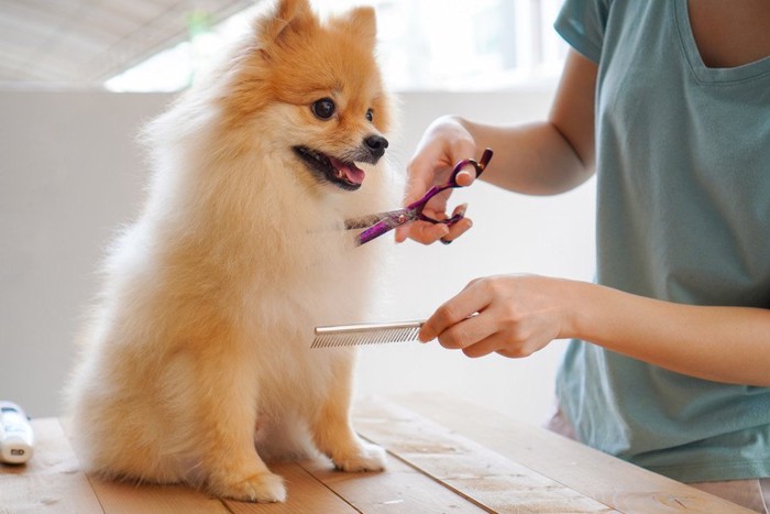 トリミングサロンの犬