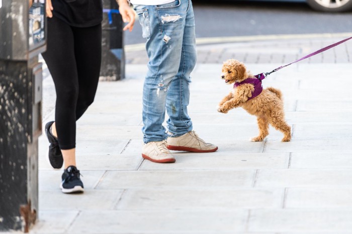 人の足元に寄って行く犬