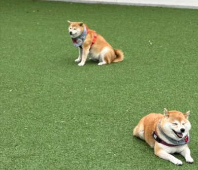 ドッグラン