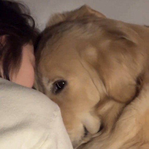 おでこをくっつけて寄り添う犬と人