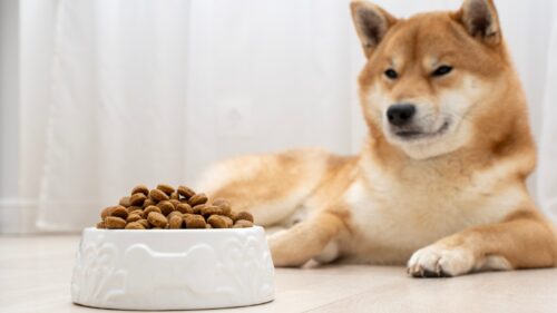 食事を待つ柴犬