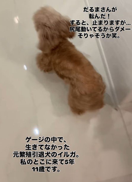 だるまさんがころんだ!