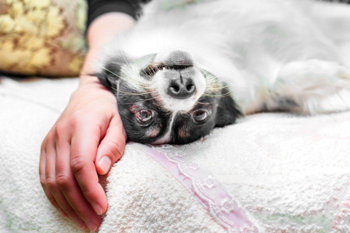 仰向けで擦り付けている犬