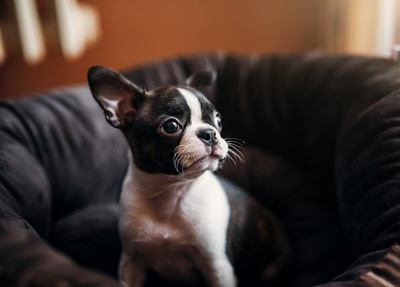 ソファでくつろいでいるボストンテリアの子犬