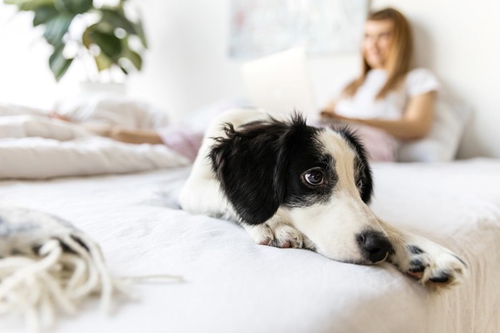 犬にしつけをする男性