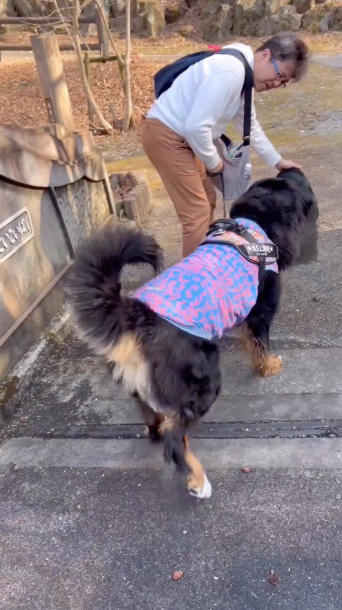 石に近寄る犬