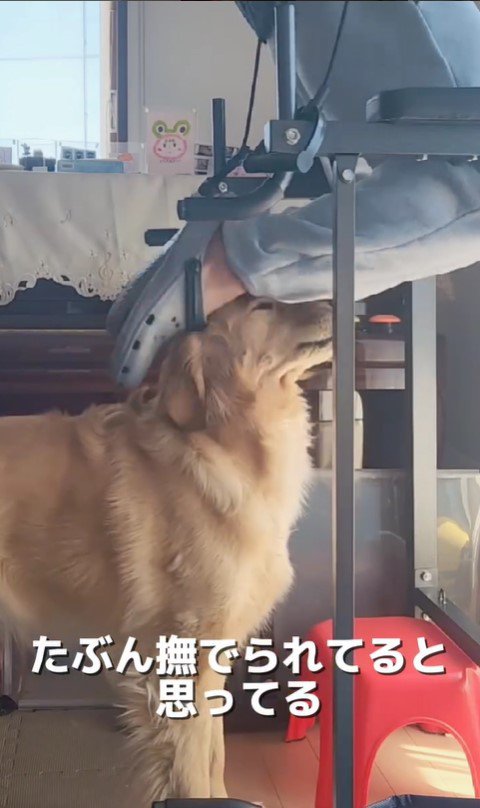 筋トレ中の飼い主さんとおさる君8