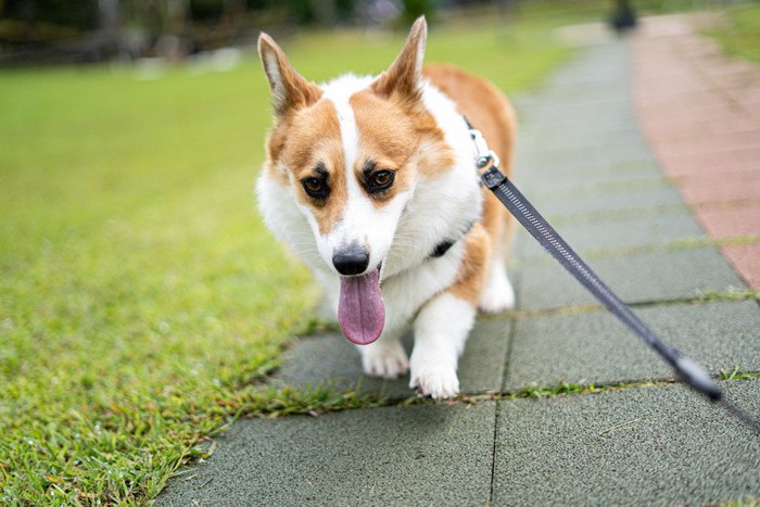 舌を出して散歩する犬