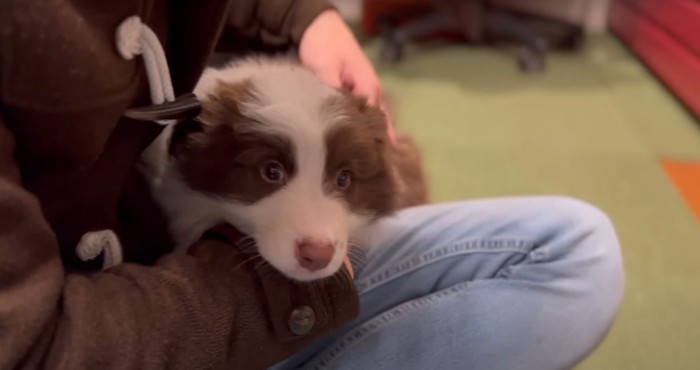 撫でられる子犬