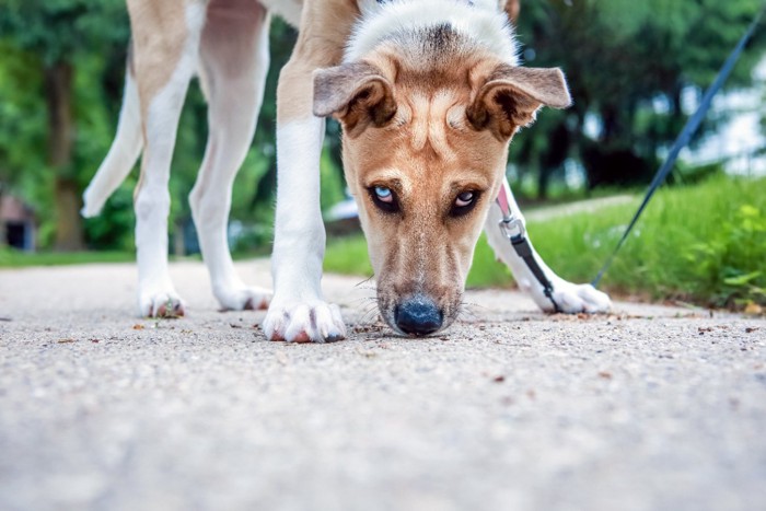 匂いを嗅ぎながら見つめる犬