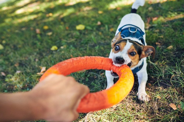 すごい顔でおもちゃを引っ張る犬