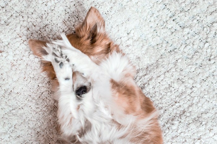 寝転んで前足で顔を隠している犬