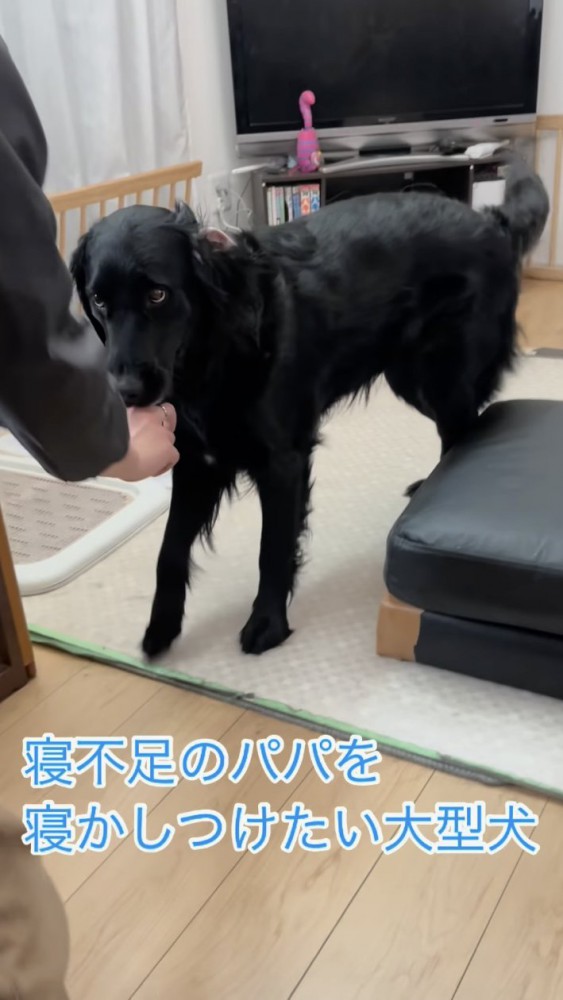 飼い主を見上げて引っ張る犬