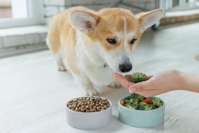 コーギー、ドッグフードと野菜