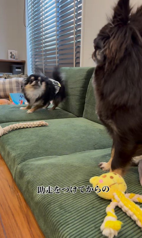 追い詰められたしょうぶ君の行動6