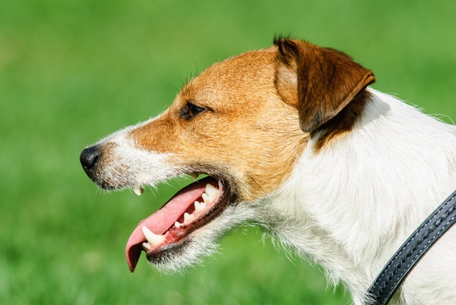 犬の横顔