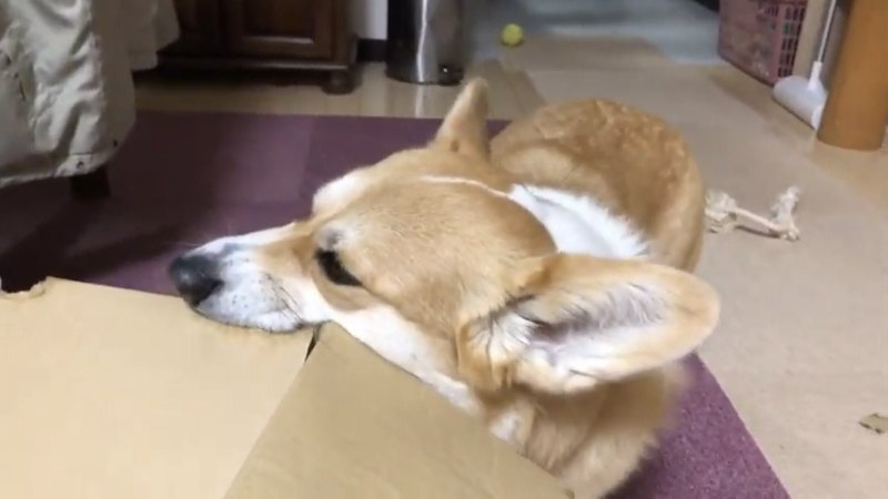 段ボールを噛む犬3