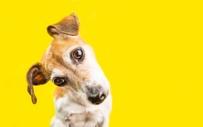 笑顔の女性と犬の横顔