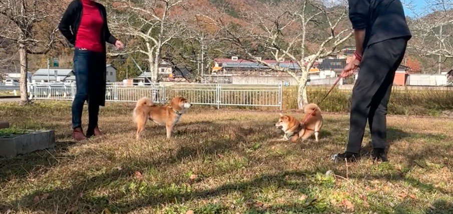 リードに繋がれて対面する2頭の犬