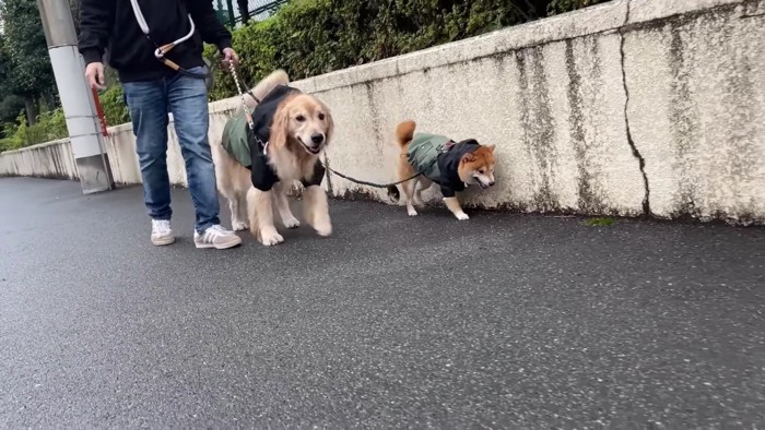 みんなで並んでのお散歩