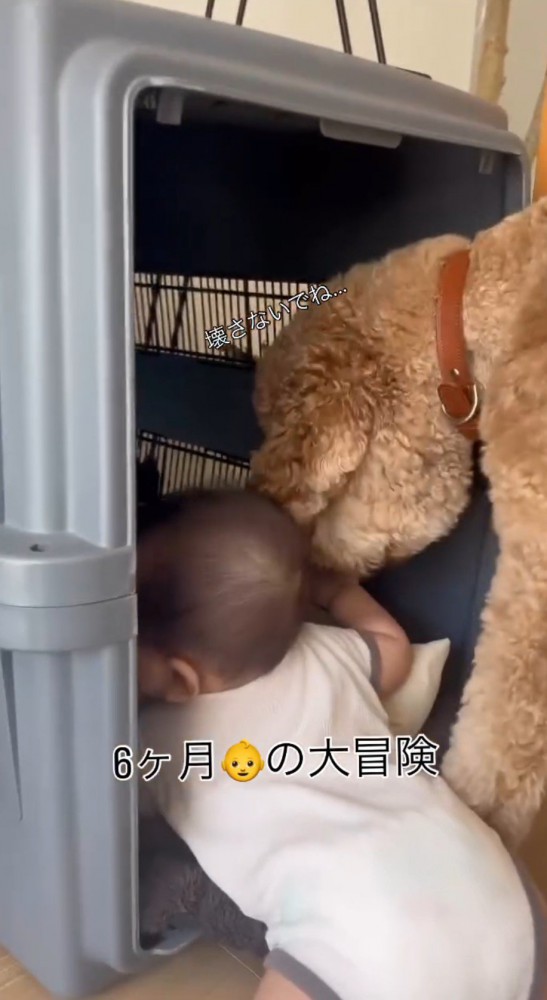 赤ちゃんにくっついてクレートの中に顔を入れる犬