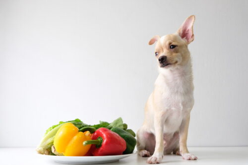 パプリカと犬