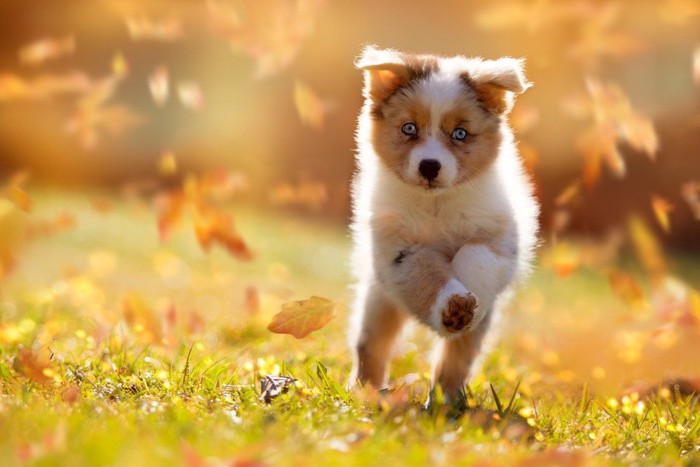 走っている子犬